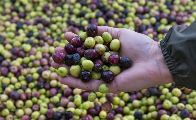 lagares-da-regiao-alimentam-industria-de-biomassa-com-carocos-de-azeitona