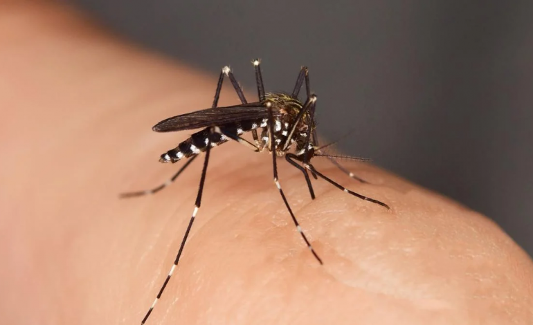 aumento-do-numero-de-colonias-de-mosquitos-transmissores-do-dengue-em-pombal