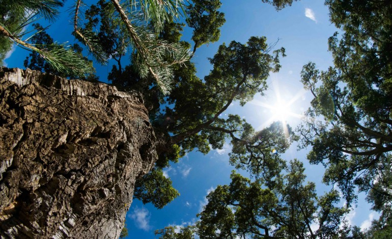 festa-da-arvore-lembra-a-tempestade-e-o-impacto-paisagistico-nas-caldas-da-rainha