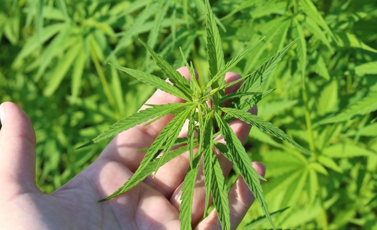 cannabis-medicinal-o-novo-filao-ja-floresce-por-ca
