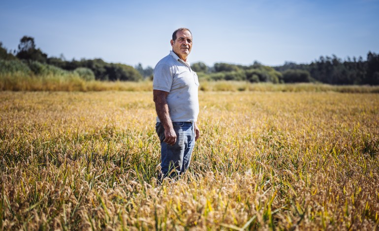 Nos campos de José Pereira, a humidade na floração e o impacto da milhã, uma infestante, levaram a quebra na produção