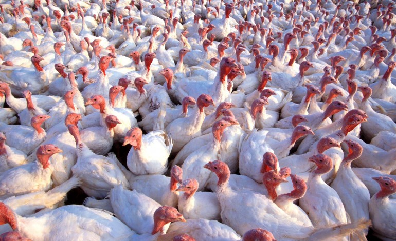 surto-de-gripe-aviaria-em-obidos-nao-afectou-trabalhadores-nem-outras-exploracoes