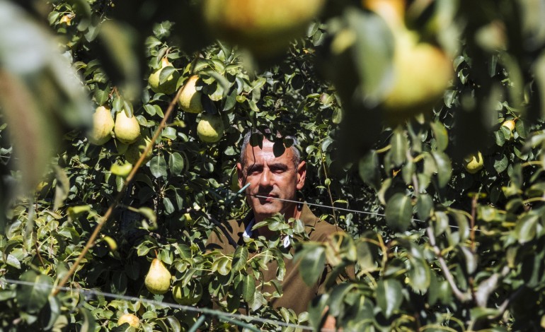 frutos-menores-mas-mais-doces-impulsionam-colheita-de-pera-rocha-para-115-mil-toneladas