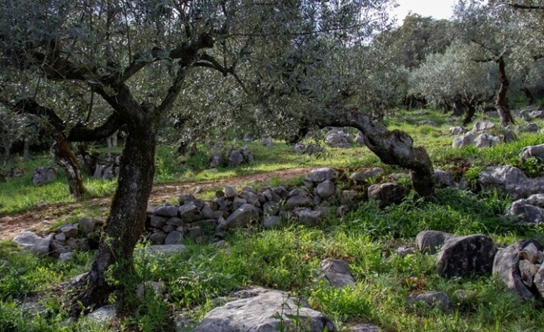 santuario-de-fatima-vai-reforcar-area-verde-com-mais-100-oliveiras