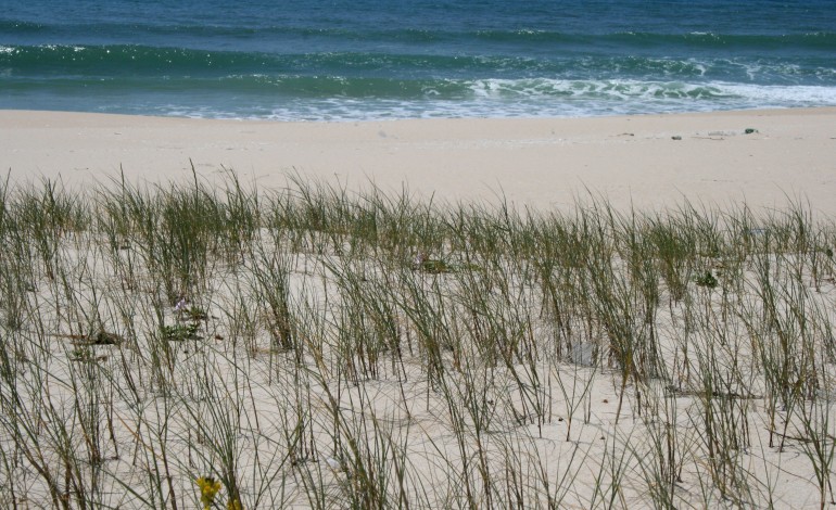 milhares-de-alunos-e-professores-vao-ser-guardioes-das-dunas-em-leiria