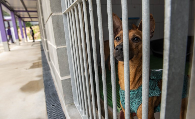 canil-de-ourem-recolheu-350-animais-este-ano-e-deu-novo-lar-a-330