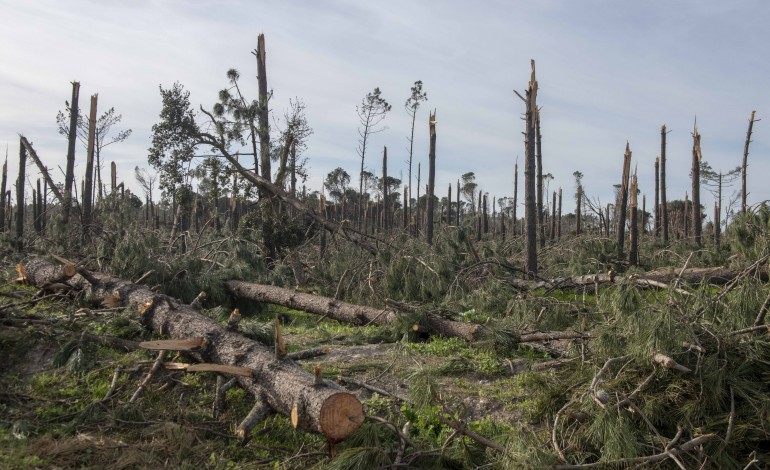 proprietarios-florestais-de-leiria-tem-ate-30-de-setembro-para-pedir-apoio-de-1500-euros-por-hectare