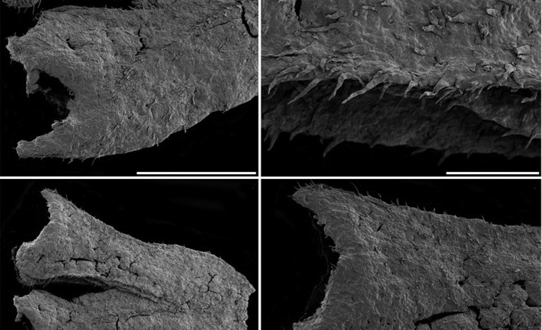 cientistas-descobrem-fossil-de-especie-de-planta-pre-historica-em-porto-de-mos