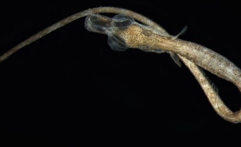 fotografias-de-larvas-de-peixes-em-exposicao-em-alcobaca