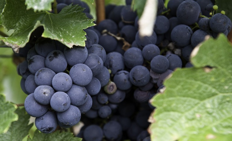governo-aumenta-apoios-ao-sector-dos-vinhos-para-18-milhoes-de-euro